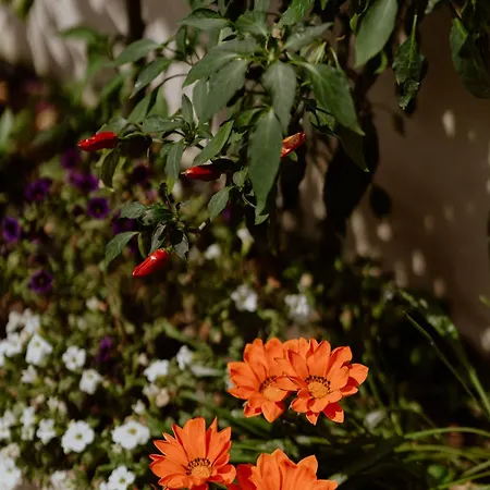 Il Giardino Della Tartaruga Casa de hóspedes