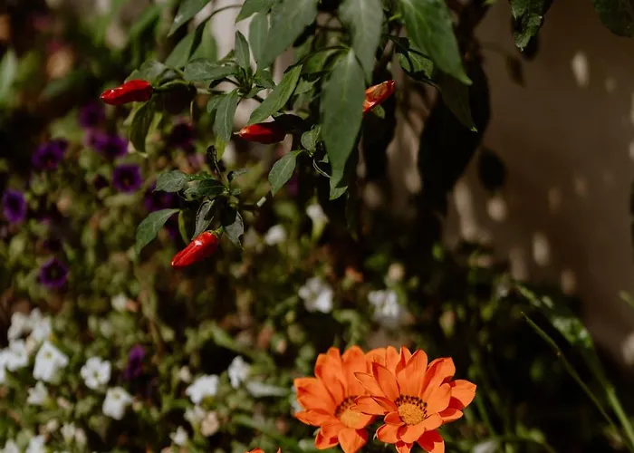 Il Giardino Della Tartaruga Penzion