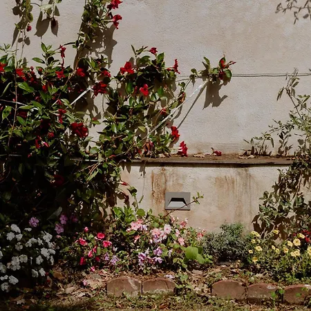 Il Giardino Della Tartaruga